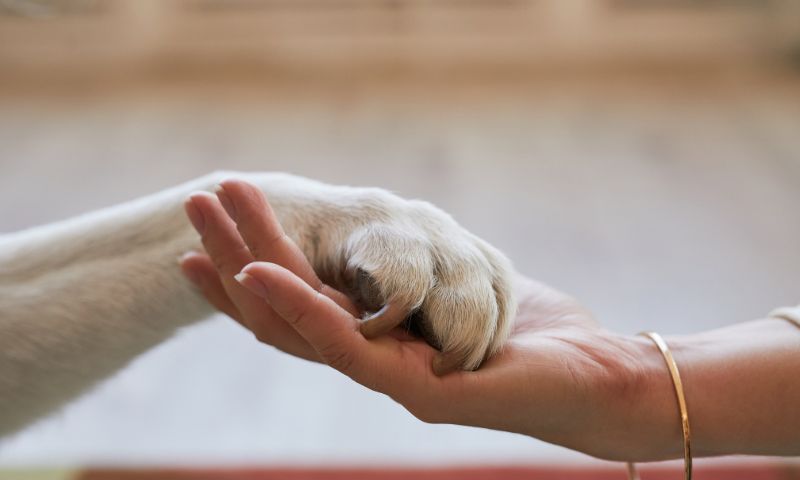 attività in vendita online